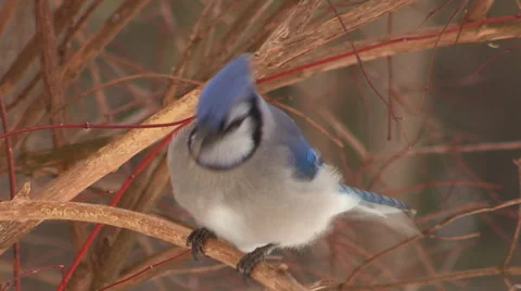 Blue Jay Bird Perched and eating Seed Stock Footage 48140461