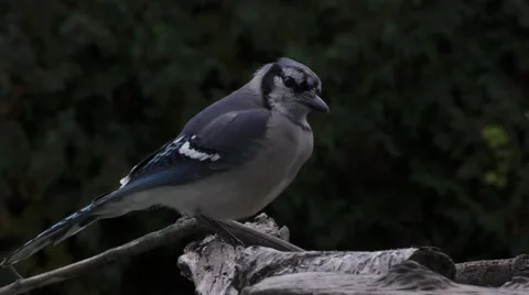 Blue Jay Bird Perched and eating Seed Stock Footage 68936644