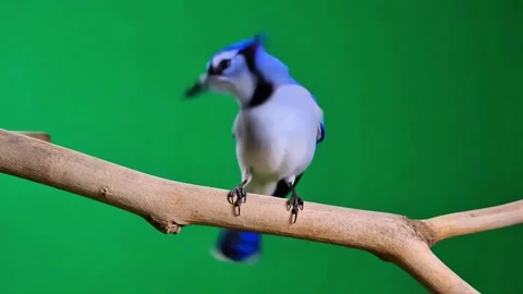 Blue jay bird perched on a branch against a green background Stock Footage 320613279