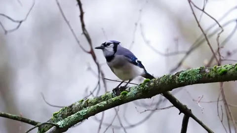 Blue jay bird perched on a mossy tree branch in the forest Vídeos de archivo 334353104