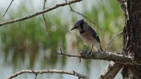 Blue Jay bird perched on a tree branch looking around in a natural forest settin Stock Footage 325698026