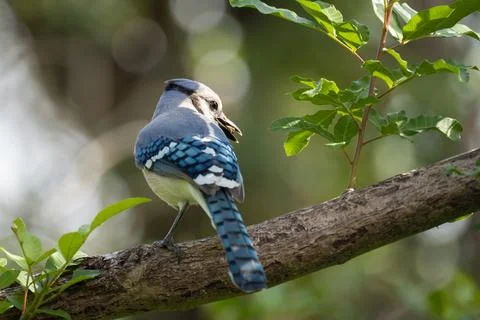 A blue jay bird perched on a tree branch in Florida shrubbery Stock Photos