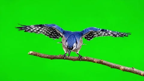 Blue jay bird sitting perched on a branch against a green background Stock Footage 320613352