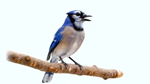 Blue jay bird sitting perched on a branch against a white background Stock Footage 320613355