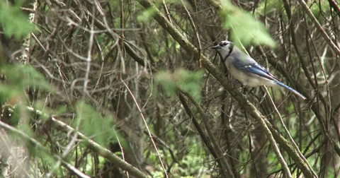 Blue jay bird on a tree Stock Footage 39572228