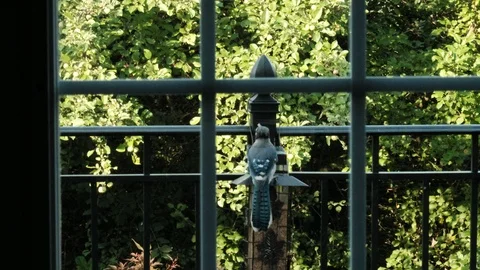 Blue jay on birdfeeder with black railing Stock Footage 92919612