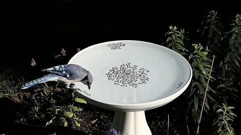 Blue jay bits at water as it tries to drink from a bird bath. Video stock 99753720