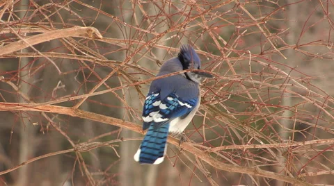 Blue Jay on Branch Stock Footage 48141149
