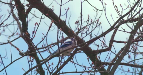 Blue Jay on Branch 库存影片 154074729