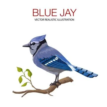 Blue jay on branch Stock Illustration
