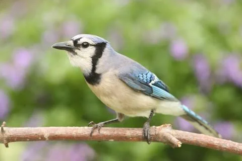 Blue jay on a branch Stock Photos