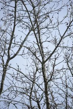 Blue Jay on a Branch Stock Photos