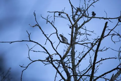 Blue Jay on a Branch Stock-Fotos