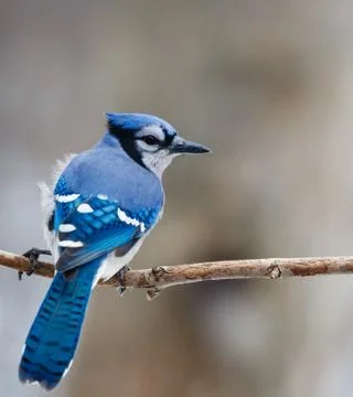 Blue Jay on a branch with a small breeze Stock Photos