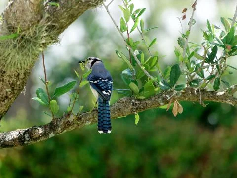 Blue Jay on Branch of Tree Stock Photos