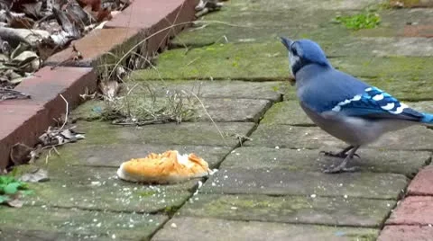 Blue Jay Bread Cobblestone Cyanocitta Cristata Video stock 10686853