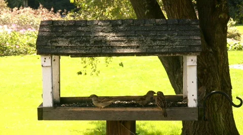 Blue Jay Bully Stock Footage 87512