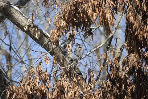 Blue Jay on a Calling on Cold Day Stock Photos