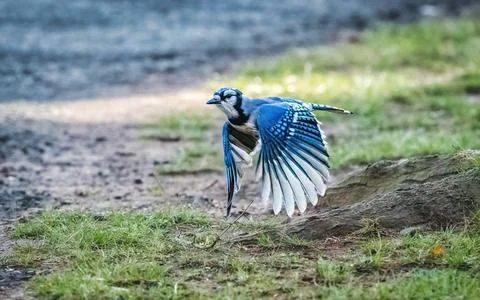 A blue jay is captured mid-flight, Foto stock