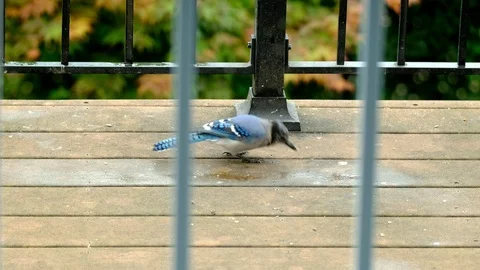 Blue jay chasing his feather Stock Footage 93609241