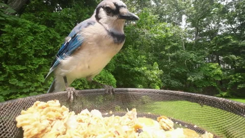 Blue Jay Close Up Feeder Stock Footage 250091497