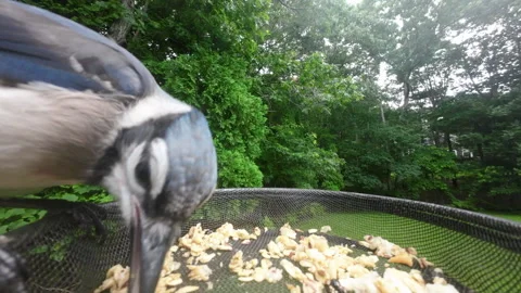 Blue Jay Close Up Feeder Stock Footage 250099404