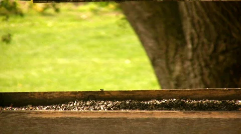Blue Jay Close-up Video stock 87509