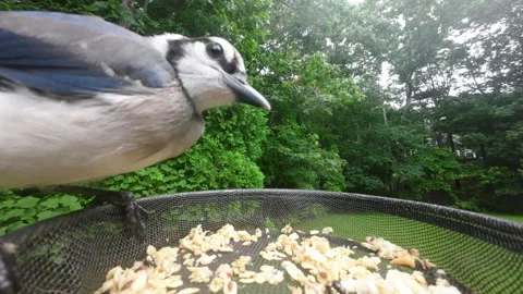 Blue Jay Close up Stock Footage 250100904