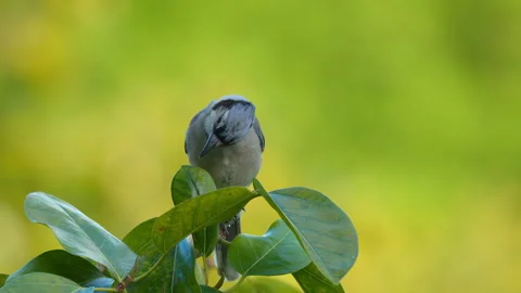 BLUE JAY CLOSE UP  Stock Footage 289907708
