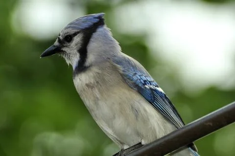 Blue Jay Close up Stock Photos