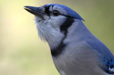 Blue jay close up portrait 写真素材