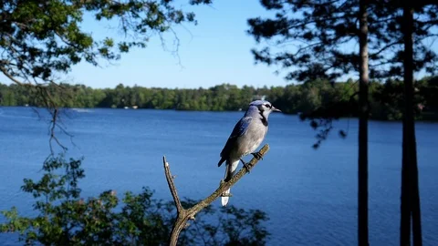 Blue jay cocks head to look around with a lake in the background. Stock-Footage 94154935