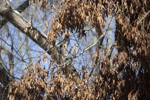 Blue Jay on a Cold Day Stock Photos