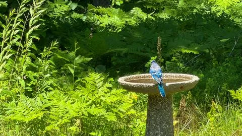 Blue Jay at Concrete Birdbath Back View Fern Garden Stock Photos