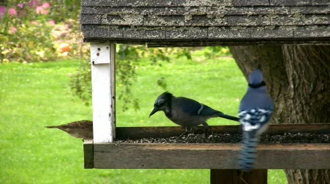Blue Jay Cracking a Seed Stock Footage