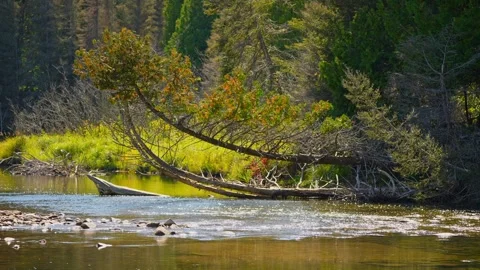 Blue Jay Creek river connected to Michael's Bay, Lake Huron. Natural waterc.. Stock Footage 260411136