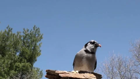 Blue jay is curious about the camera. Video stock 148676810