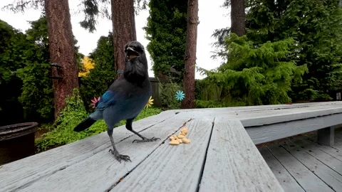 Blue Jay on a deck Stock Footage 165139502