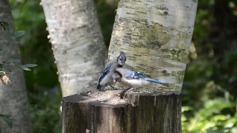 Blue Jay Defends Pile Of Birdseed Видео 113982953