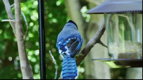 This blue jay is determined to use the bird feeder even if he can barely hang on 動画素材 157410485