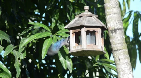Blue jay eating on the bird feeder 3 Stock-Footage 36670950
