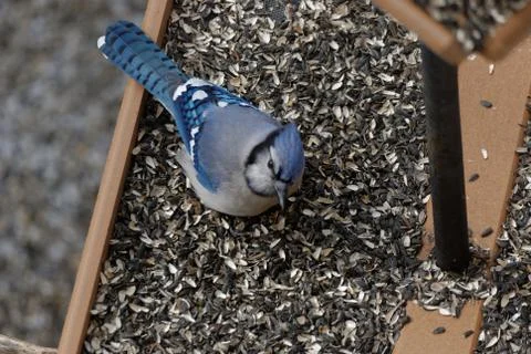 Blue Jay Eating at a Bird Feeder Foto stock
