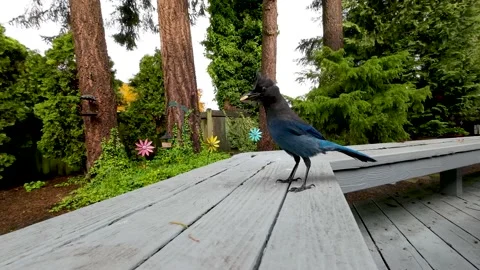 Blue Jay eating nuts Stock Footage 165139492