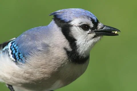 Blue jay eating peanuts Stock Photos