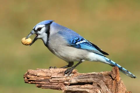 Blue jay eating peanuts Stock Photos
