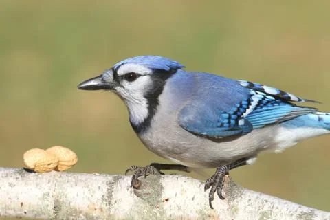Blue jay eating peanuts Stock Photos