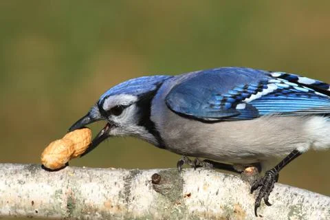 Blue jay eating peanuts Stock Photos