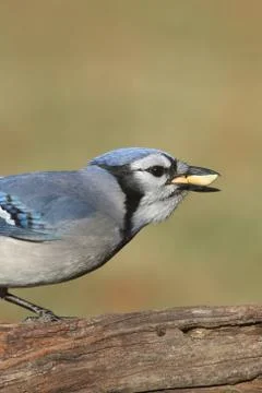 Blue jay eating peanuts Stock Photos