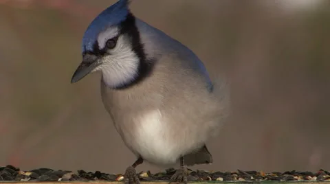 Blue Jay Eating Seeds Stock Footage 48140483