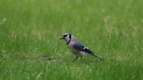 Blue jay eating seeds off lawn then takes flight Stock-Footage 309867745